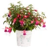 Fuchsia Nostalgie Stehend Im Blumentopf Ø 12 Cm 2 Fuchsia Nostalgie Stehend Im Blumentopf Ø 12 Cm -Prosper Garten Geschaft 2Q0CQxkAIrp3EAA 1280x1280