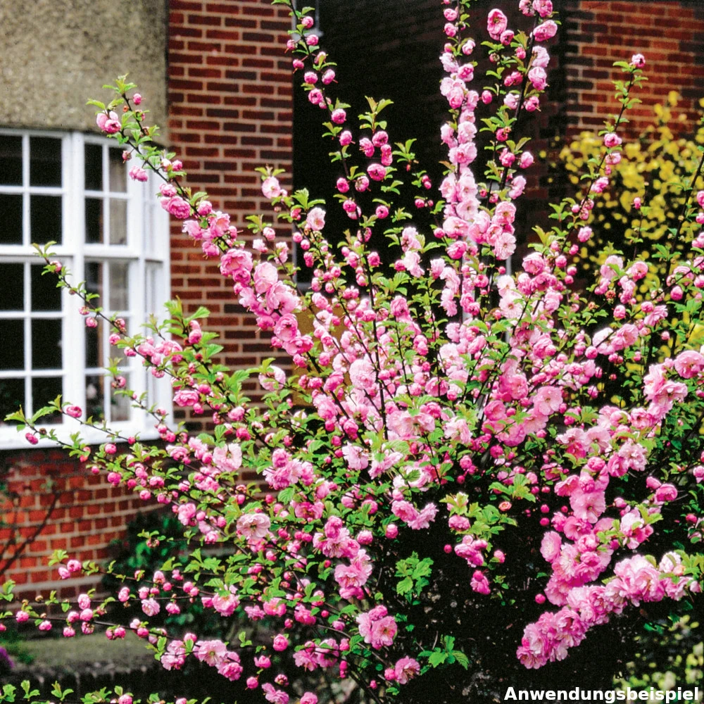 Mandelbaum Ca. 100 Cm Mit 5-8 Trieben Im Blumentopf 4 Mandelbaum Ca. 100 Cm Mit 5-8 Trieben Im Blumentopf – Bild 2