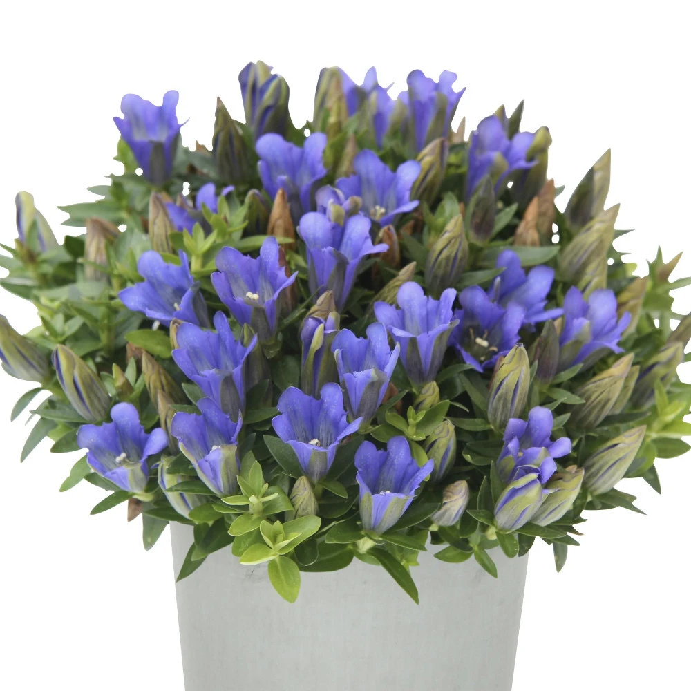 Enzian Louis T12 Im Topf 3 Enzian Louis T12 Im Topf