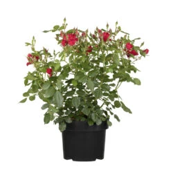 Rosen Im Topf In Verschiedenen Sorten