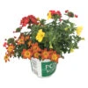 Potpourri-Mix Mit Verschiedenen Sorten Im Blumentopf Ø 12 Cm 2 Potpourri-Mix Mit Verschiedenen Sorten Im Blumentopf Ø 12 Cm -Prosper Garten Geschaft 2Q38Qez5EMkmMJI 1280x1280