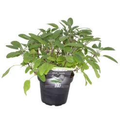 Kräuter In Verschiedenen Sorten Im Robusten Blumentopf 14 Cm 10 Kräuter In Verschiedenen Sorten Im Robusten Blumentopf 14 Cm -Prosper Garten Geschaft 2Q4LPvInQmhXQYp 1280x1280