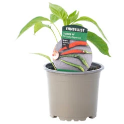 Peperoni Verschiedene Sorten Im Topf Vorgezogen