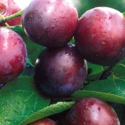 Obstbaum 150 - 200 Cm In Verschiedenen Sorten -Prosper Garten Geschaft 2Q6q6Ze7VBFnkh9 1280x1280