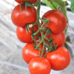 Gemüsepflanzen Veredelt, Tomate Oder Gurke Im Topf -Prosper Garten Geschaft 2Q9a723m1llrcBB 1280x1280