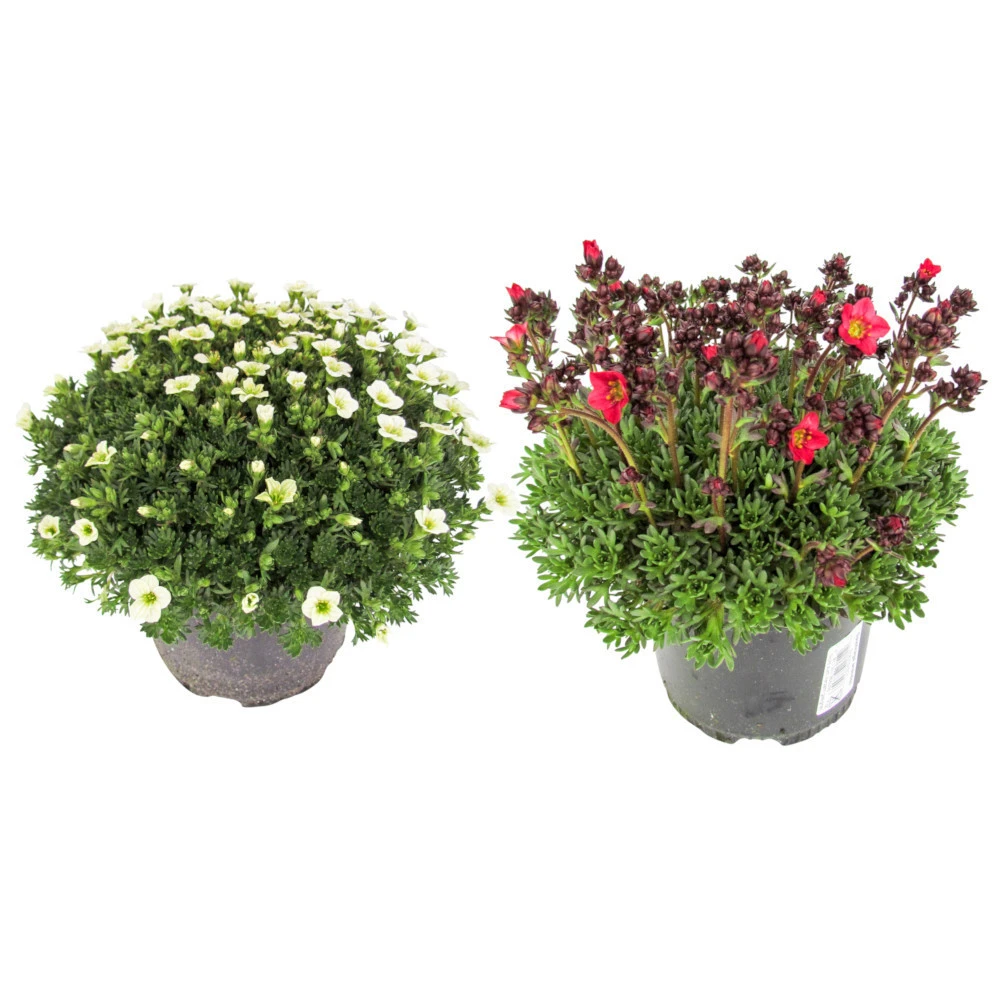 Saxifraga Arendsii Im Robustem Blumentopf 11 Cm 3 Saxifraga Arendsii Im Robustem Blumentopf 11 Cm