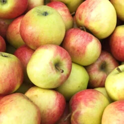 Obstbaum 150 - 200 Cm In Verschiedenen Sorten -Prosper Garten Geschaft 2QEGiPtloVWmq2M 1280x1280