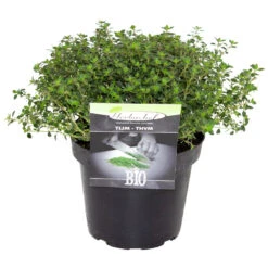 Kräuter In Verschiedenen Sorten Im Robusten Blumentopf 14 Cm 11 Kräuter In Verschiedenen Sorten Im Robusten Blumentopf 14 Cm -Prosper Garten Geschaft 2QGYrsRYQQDXwzP 1280x1280