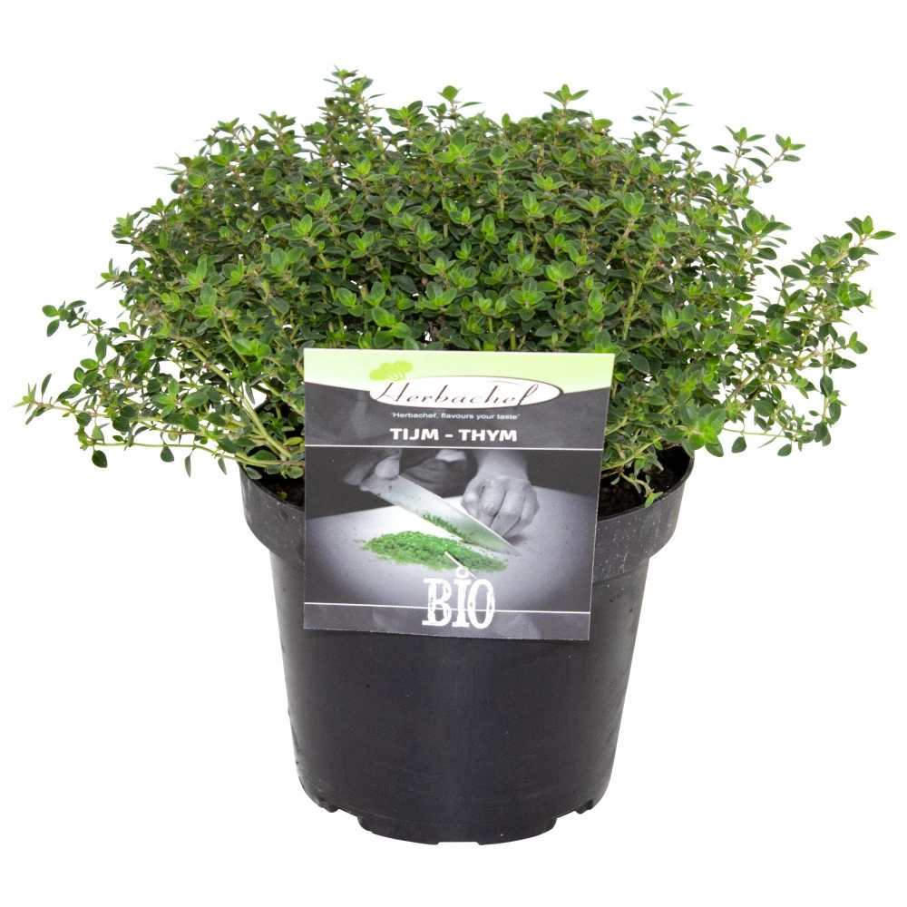 Kräuter In Verschiedenen Sorten Im Robusten Blumentopf 14 Cm 7 Kräuter In Verschiedenen Sorten Im Robusten Blumentopf 14 Cm – Bild 5