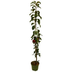 Säulenobst Vorgezüchtet Im Blumentopf