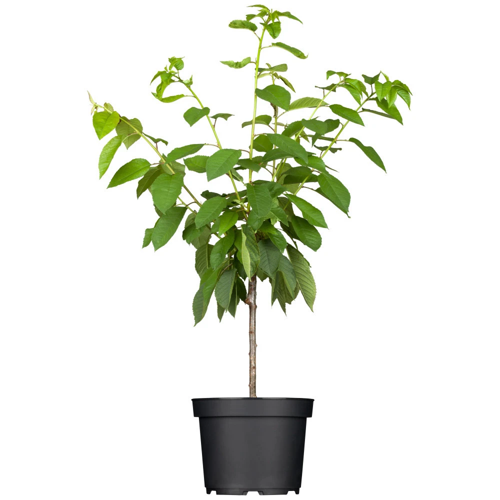 Balkon- Uns Terrassenobst Verschiedene Sorten Im Topf 3 Balkon- Uns Terrassenobst Verschiedene Sorten Im Topf