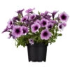 Petunia In Verschiedenen Sorten Im Blumentopf Ø 13 Cm -Prosper Garten Geschaft 2QKopZUQNMmbEDl 1280x1280