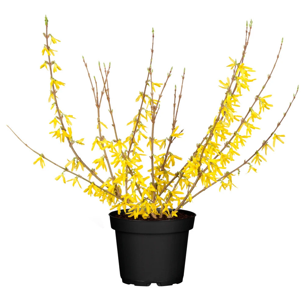 Forsythia Intermedia Im 5 Liter Topf 3 Forsythia Intermedia Im 5 Liter Topf