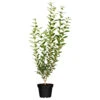 Ligustrum Vulgare Atrovirens Im Topf 2 Liter 1 Ligustrum Vulgare Atrovirens Im Topf 2 Liter -Prosper Garten Geschaft 2QMcOXp7WIjyUXa 1280x1280