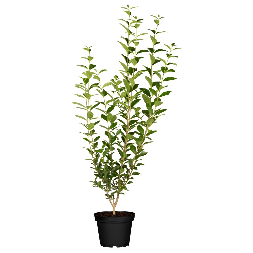 Ligustrum Vulgare Atrovirens Im Topf 2 Liter 3 Ligustrum Vulgare Atrovirens Im Topf 2 Liter