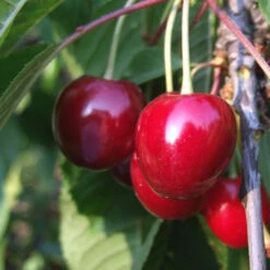 Obstbaum 150 - 200 Cm In Verschiedenen Sorten -Prosper Garten Geschaft 2QMxLXP3N14PX2R 1280x1280