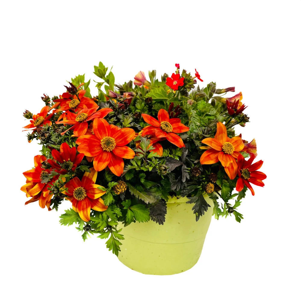 Potpourri XXL T17, Mit Verschiedenen Blüten 3 Potpourri XXL T17, Mit Verschiedenen Blüten