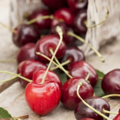 Kern- Und Steinobstbäume Vorgezüchtet Im Topf 11 Kern- Und Steinobstbäume Vorgezüchtet Im Topf -Prosper Garten Geschaft 2QOafIdJ6T1AuUP 1280x1280