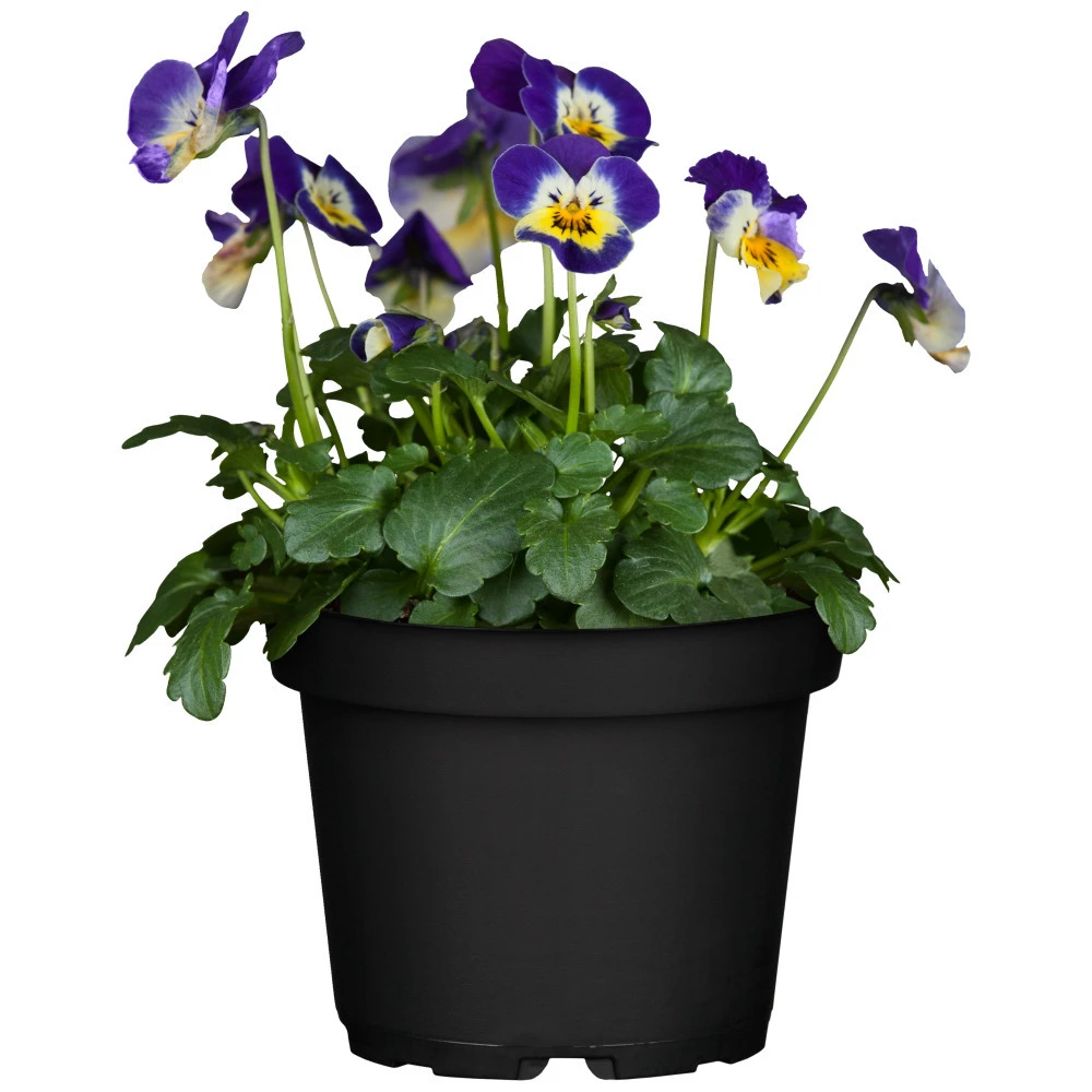 Viola Cornuta Im Blumentopf Ø 9 Cm 4 Viola Cornuta Im Blumentopf Ø 9 Cm – Bild 2