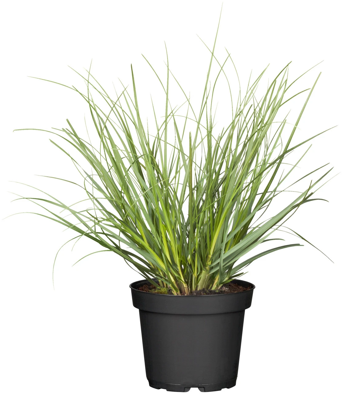 Pampasgras In Verschiedenen Farben Im Robusten Blumentopf 3 Pampasgras In Verschiedenen Farben Im Robusten Blumentopf