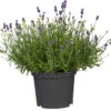 Lavandula Im Blumentopf Ø 13 Cm 1 Lavandula Im Blumentopf Ø 13 Cm -Prosper Garten Geschaft 2QRnA8XOVNVO7GW 1280x1280