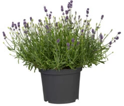 Lavandula Im Blumentopf Ø 13 Cm