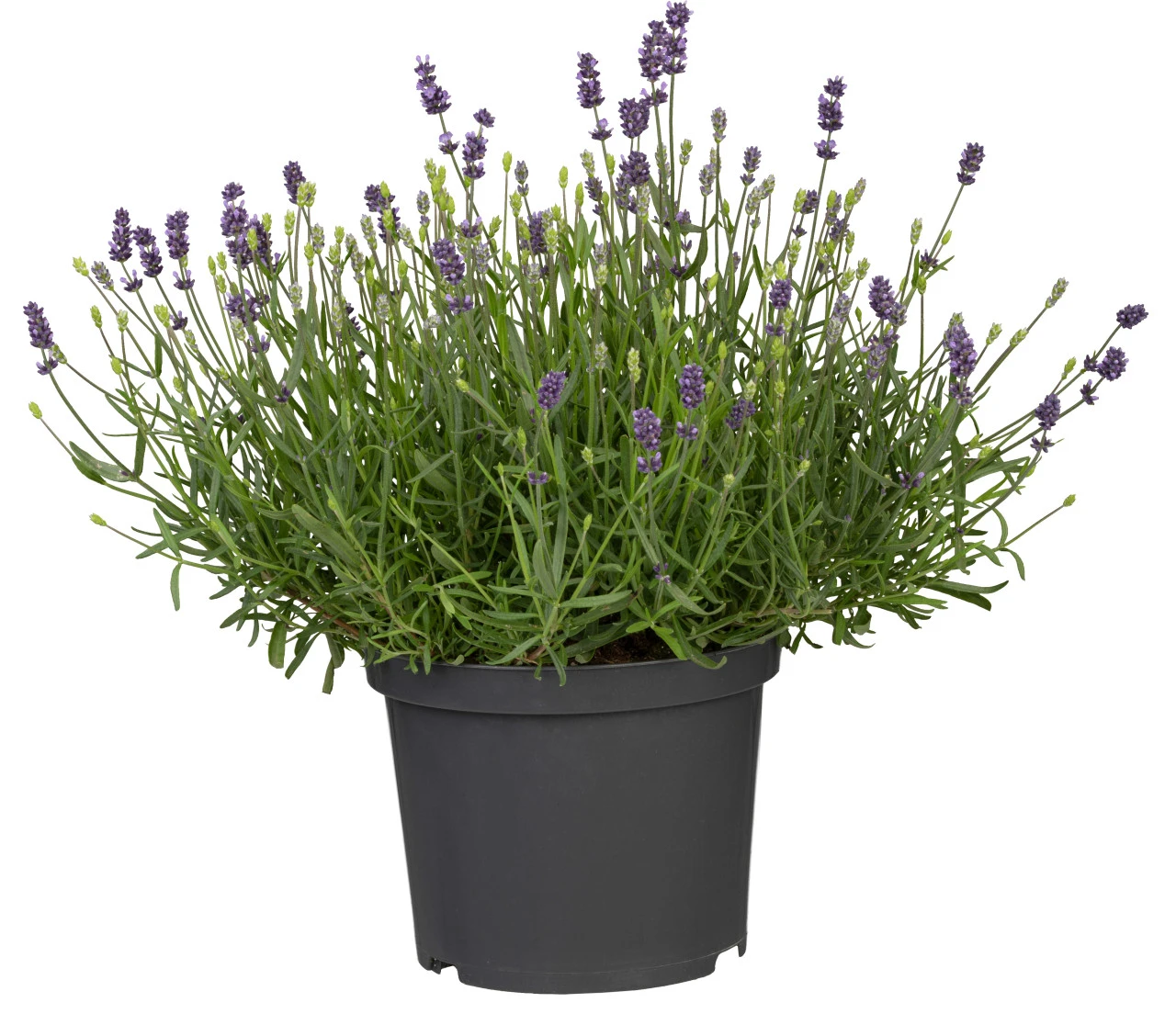Lavandula Im Blumentopf Ø 13 Cm 3 Lavandula Im Blumentopf Ø 13 Cm