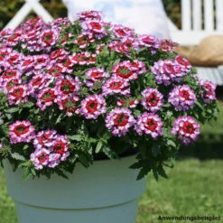 Verbena Drum Im Blumentopf 12 Cm 9 Verbena Drum Im Blumentopf 12 Cm -Prosper Garten Geschaft 2QSvizUu9Pp25fe 1280x1280