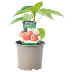 Paprika Verschiedene Sorten Im Topf -Prosper Garten Geschaft 2QTVVxjtpsmHSMt 1280x1280