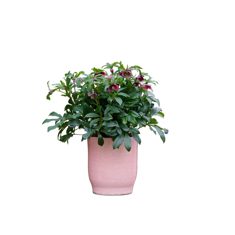 Helleborus Besonderheiten T15 Im Topf 3 Helleborus Besonderheiten T15 Im Topf