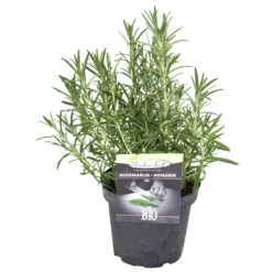 Kräuter In Verschiedenen Sorten Im Robusten Blumentopf 14 Cm