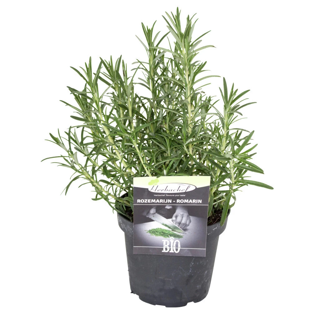 Kräuter In Verschiedenen Sorten Im Robusten Blumentopf 14 Cm 3 Kräuter In Verschiedenen Sorten Im Robusten Blumentopf 14 Cm