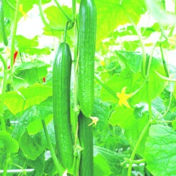 Gemüsepflanzen Veredelt, Tomate Oder Gurke Im Topf -Prosper Garten Geschaft 2QXuXRjWbp8ATDm 1280x1280