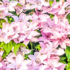 Kletterpflanzen Clematis, Verschiedene Sorten Im Blumentopf -Prosper Garten Geschaft 2QbCIC8i107uNSP 1280x1280