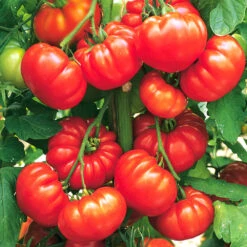 Gemüsepflanzen Veredelt, Tomate Oder Gurke Im Topf -Prosper Garten Geschaft 2QbE3QKnYmIWd6u 1280x1280