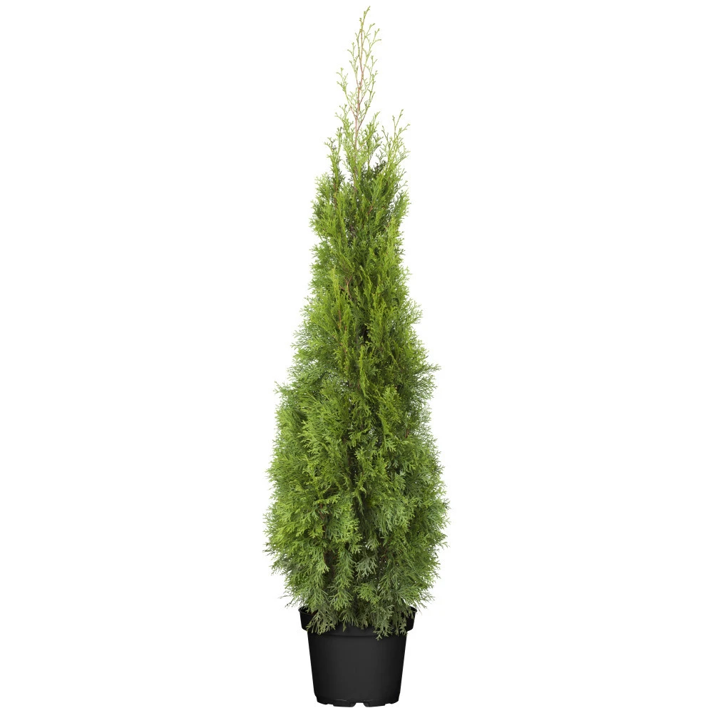 Lebensbaum 100 - 120 Cm Mit Blumentopf 3 Lebensbaum 100 - 120 Cm Mit Blumentopf