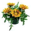 Gazania T13 Im Topf In Verschiedenen Farben 2 Gazania T13 Im Topf In Verschiedenen Farben -Prosper Garten Geschaft 2QdrAQNWubFqG9Z 1280x1280