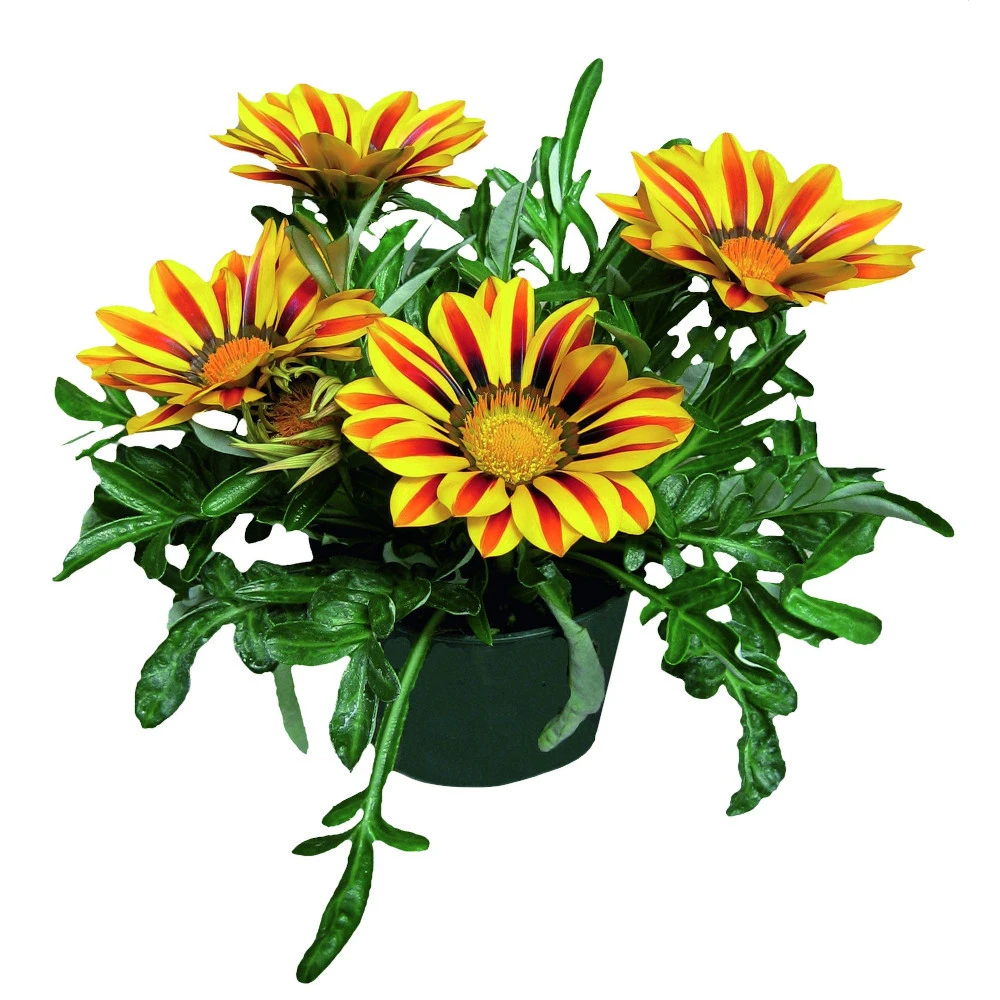 Gazania T13 Im Topf In Verschiedenen Farben 3 Gazania T13 Im Topf In Verschiedenen Farben