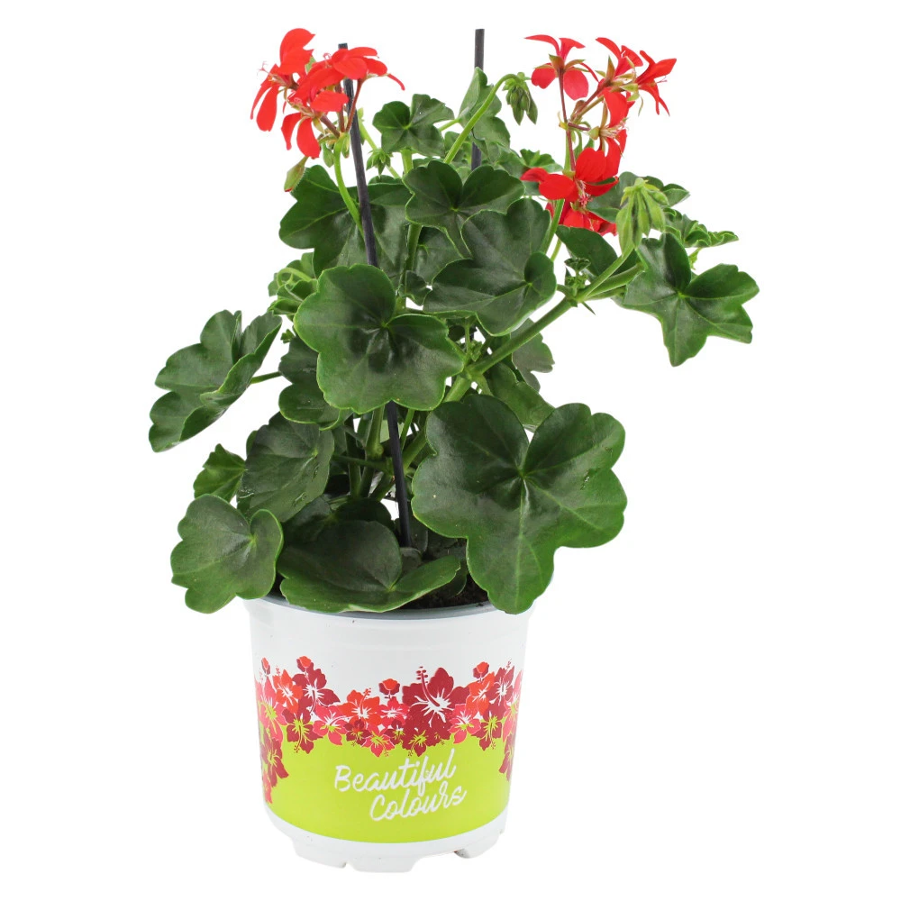 Geranien Hängend Mit Blumentopf 10,5 Cm 3 Geranien Hängend Mit Blumentopf 10,5 Cm