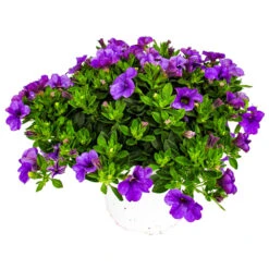 Prosper Garten Geschaft -Prosper Garten Geschaft 2QezHoh0r9MelbA 1280x1280