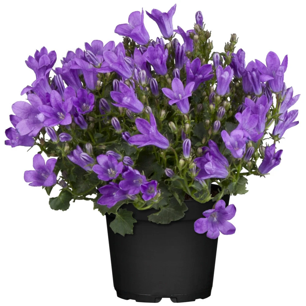 Campanula Im Blumentopf 3 Campanula Im Blumentopf