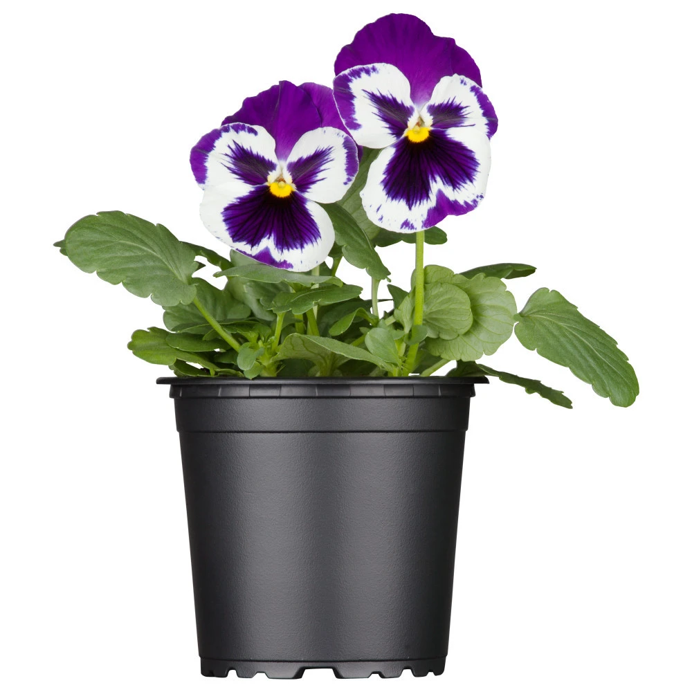 Viola Im Blumentopf Ø 9 Cm 4 Viola Im Blumentopf Ø 9 Cm – Bild 2