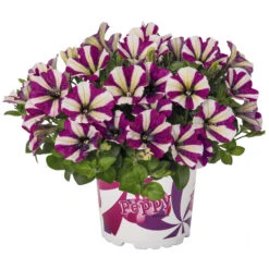 Petunia Peppy In Verschiedenen Farben Im Blumentopf 11 Cm 10 Petunia Peppy In Verschiedenen Farben Im Blumentopf 11 Cm -Prosper Garten Geschaft 2QkpCB6vmmjOuZT 1280x1280