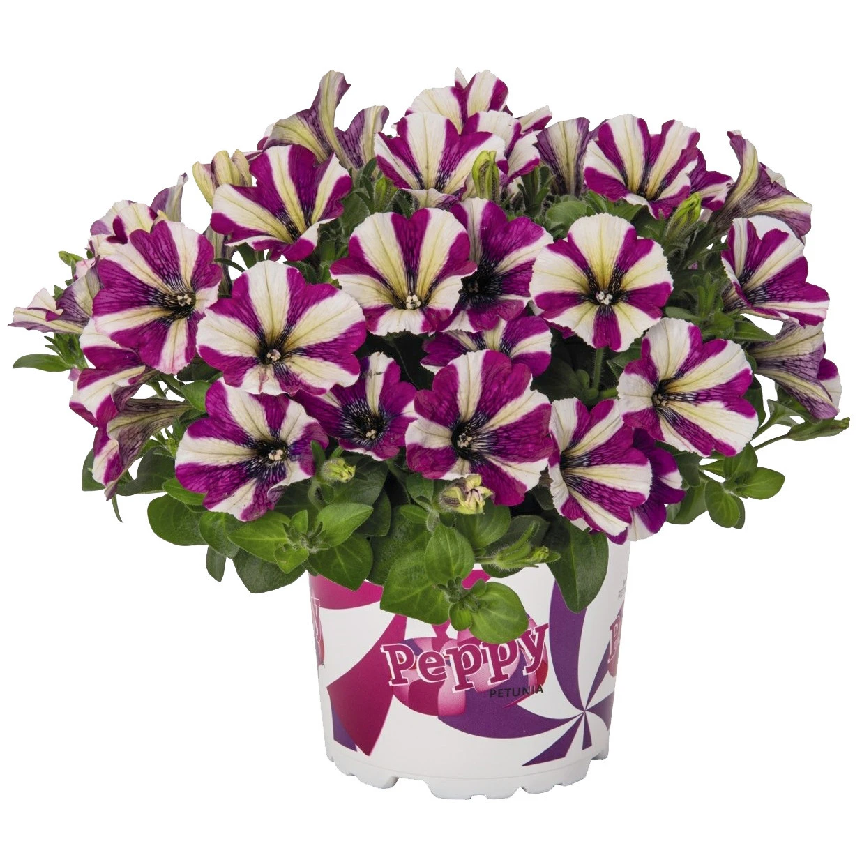 Petunia Peppy In Verschiedenen Farben Im Blumentopf 11 Cm 6 Petunia Peppy In Verschiedenen Farben Im Blumentopf 11 Cm – Bild 4