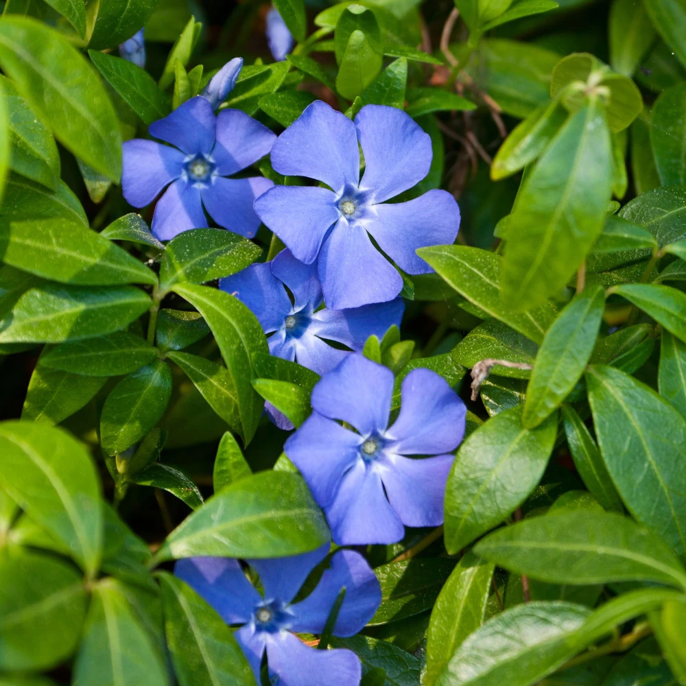 Vinca Minor Im Blumentopf Ø 9 Cm 3 Vinca Minor Im Blumentopf Ø 9 Cm