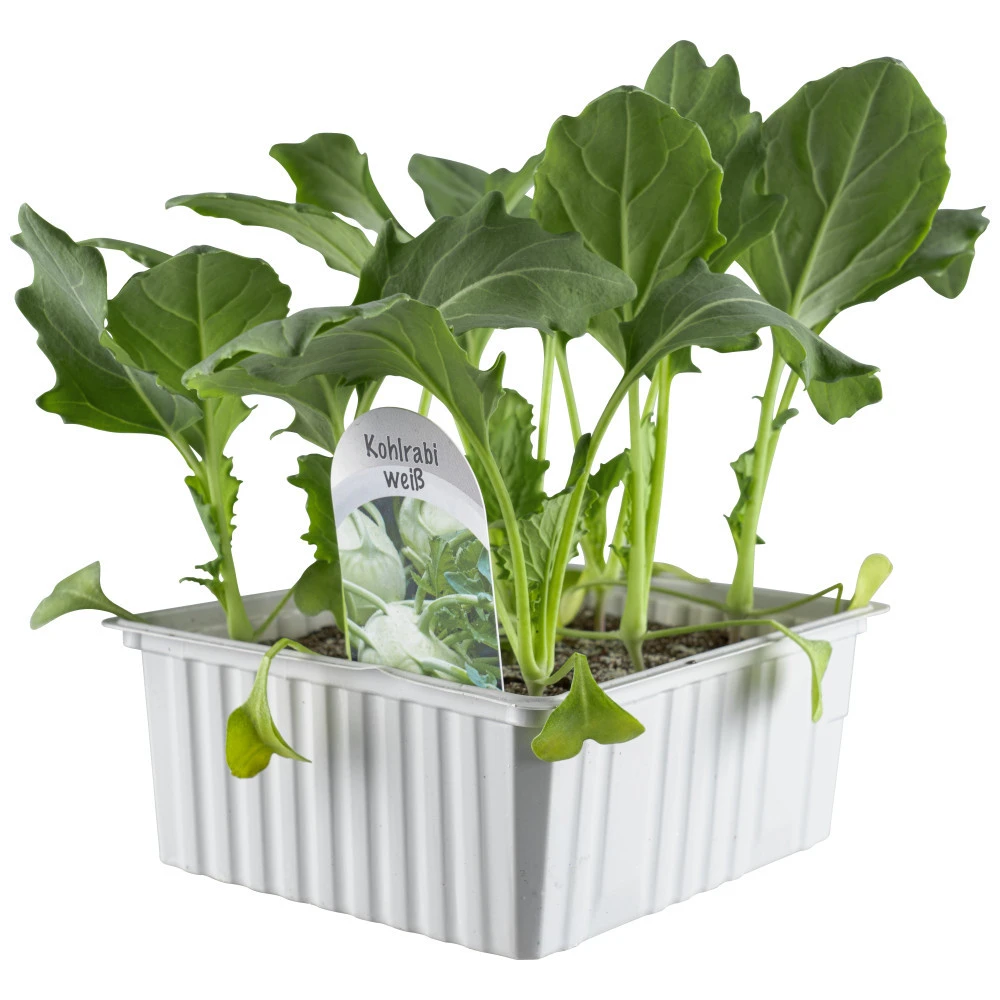 Gemüsesetzlinge Verschiedene Sorten 6er Pack 4 Gemüsesetzlinge Verschiedene Sorten 6er Pack – Bild 2