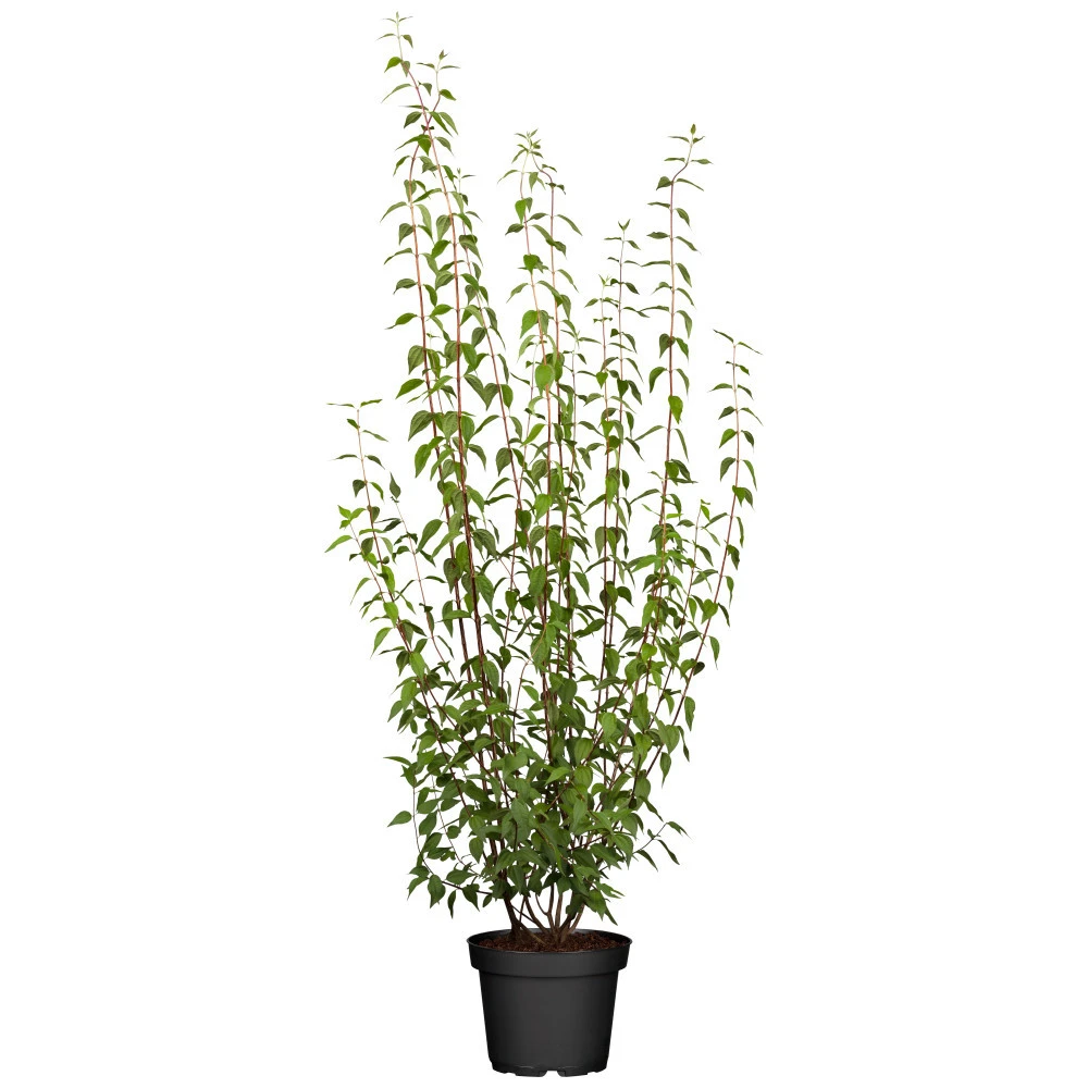 Philadelphus Vir. Schneesturm Im 5 Liter Topf 3 Philadelphus Vir. Schneesturm Im 5 Liter Topf