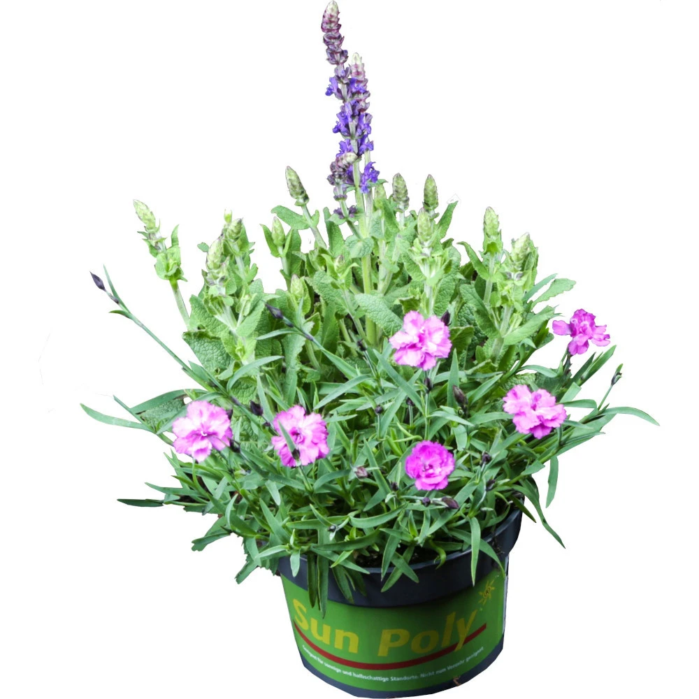 Sun Poly Staude T13 Im Topf, Zwei Abgestimmte Topfpflanzen 3 Sun Poly Staude T13 Im Topf, Zwei Abgestimmte Topfpflanzen