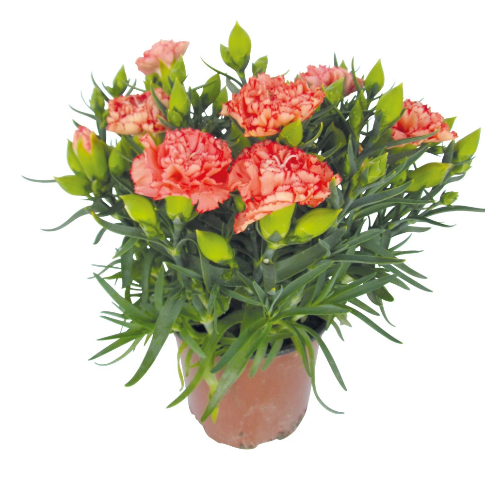 Dianthus Caryophyllus Im Blumentopf 11 Cm 3 Dianthus Caryophyllus Im Blumentopf 11 Cm