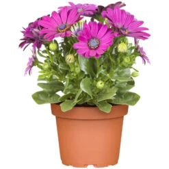 Kapkörbchen In Verschiedenen Farben Im Blumentopf 12 Cm